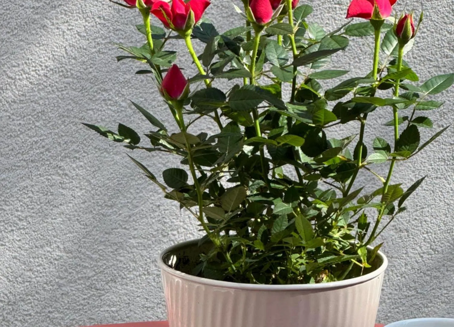 La Dimora Di Augusto Bed & Breakfast Rimini